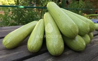 Marcella / Марселла