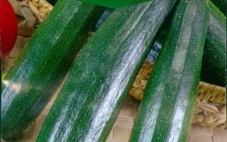 Nefertiti / Нефертіті