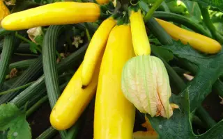 Paladin / Паладін