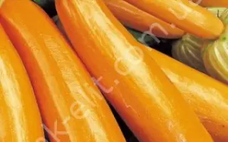 Pomaranchevyi Dyvosvit / Помаранчевий Дивосвіт