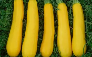 Sunlight / Санлайт