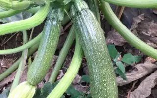 CELIENA / СЕЛІЕНА