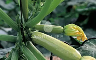 Serena / Серена