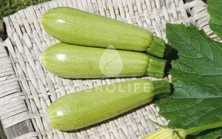 Super Donia / Супер Донія