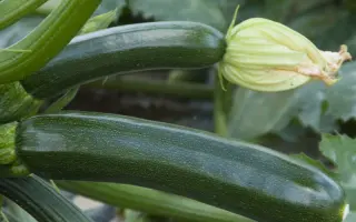 SUPREMO / СУПРЕМО