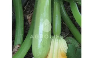 Scilly F1 / Сціллі F1