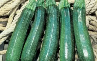 Tarmino F1 / Таміно F1