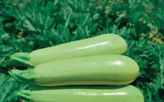 TERENUM / ТЕРЕНУМ