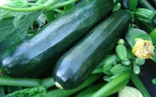 Terminator / Термінатор