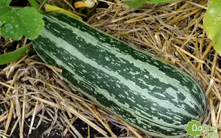 TIHRETTO di ITALIIA / ТІГРЕТТО ді ІТАЛІЯ