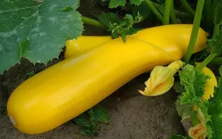 Золотинка / Золотінка