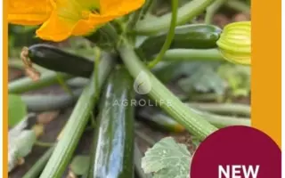 Kefren / Кефрен