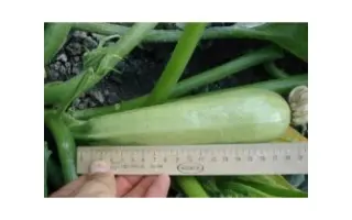 Opal F1 / Опал F1