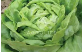 Adinal / Адінал