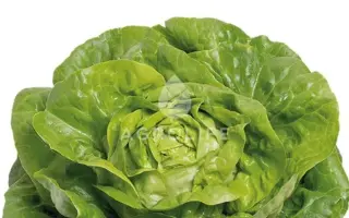 Analotta / Аналотта