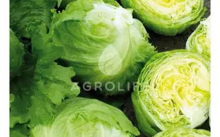 Expression / Експрешіон