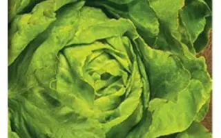 Laravera / Ларавера