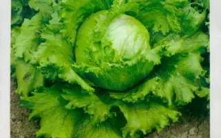 Larsen / Ларсен