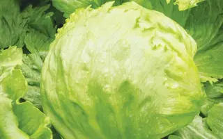 Lectrice / Лектріс