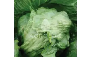 Maugli / Мауглі