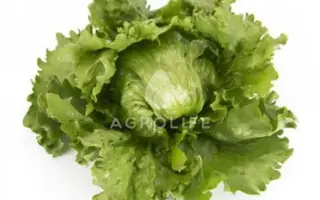 Merlinas / Мерлінас