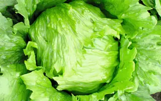 Robinson / Робінсон