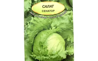 Senator / Сенатор