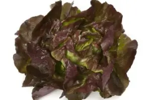 Skyphos / Скайфос