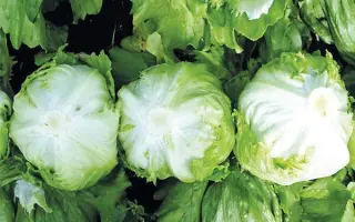 Soleison / Солейсон