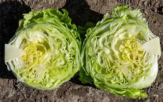 Philemo / Філемо