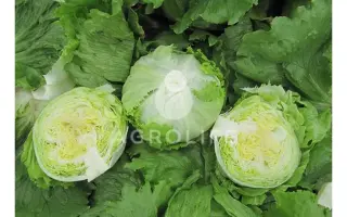 Damion / Даміон