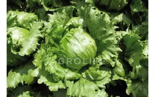 Clarist / Кларіст