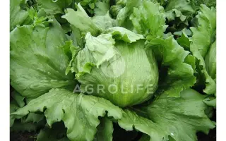 Tevion / Тевіон