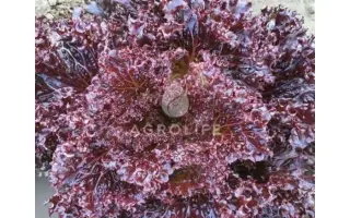 Azirka / Азірка