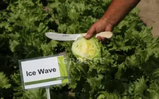 ICE WAWE / АЙС ВЕЙВ