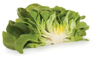 Aquino / Аквіно