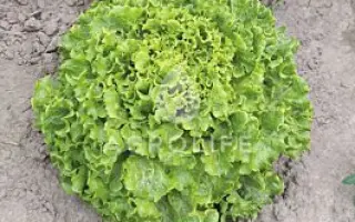 ANNISOLE / АННІСОЛ