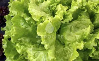 Aficion / Афіцион