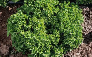 Babila / Бабіла