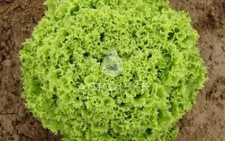 Bartimer / Бартімер