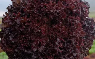 Bacchus / Бахус