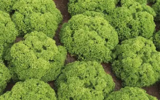 Biondonna / Біондонна