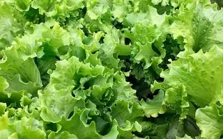 Vaidosa / Вайдоза