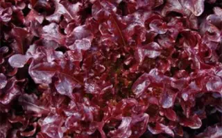 Verala / Верала