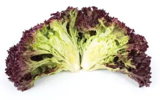 Wilbur / Вілбур