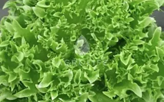 Danstar / Данстар