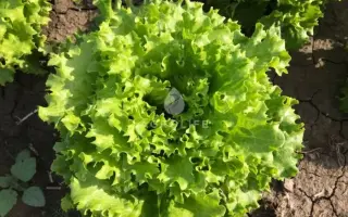 Dragone / Драгон