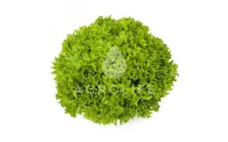 Exact / Екзект