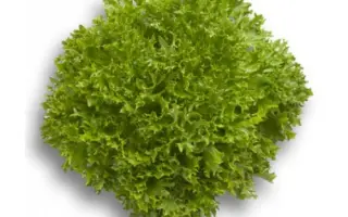 Expertise / Експертайз