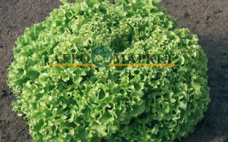 Estrosa / Естроза